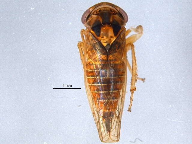 Image of Idiocerus