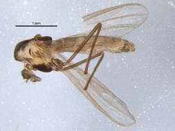 Image of Micropsectra polita (Malloch 1919)