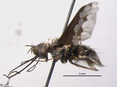 Image of Large bee-fly