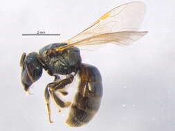 Lasioglossum lineatulum (Crawford 1906) resmi