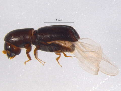 Image of Bark beetle