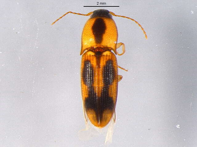 Image of <i>Aeolus mellillus</i>