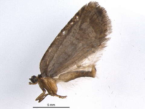 Image of Acleris caliginosana Walker 1863