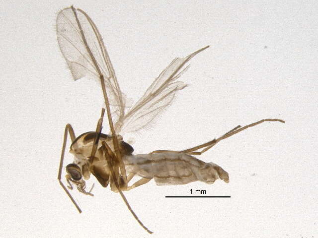 Image of Parametriocnemus