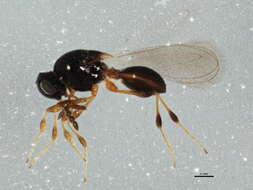 Image of Platygastrinae