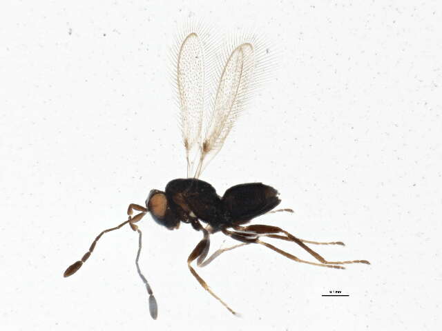 Image of Anaphes fuscipennis Haliday 1833