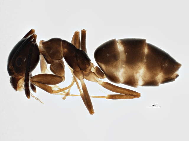 Image of Odorous House Ant