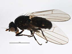 Image of lauxaniid flies