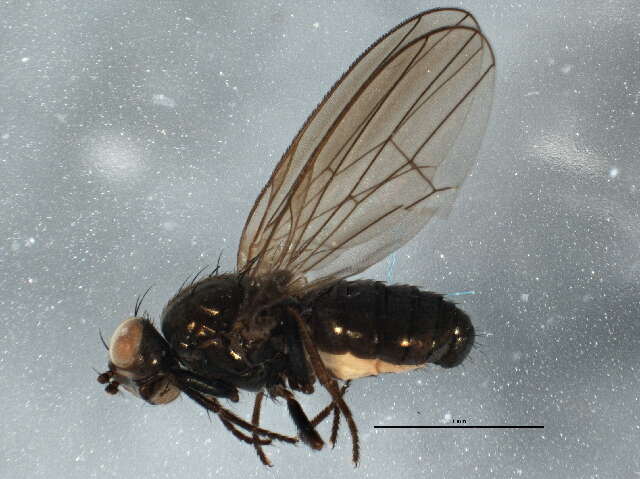 Image of lauxaniid flies