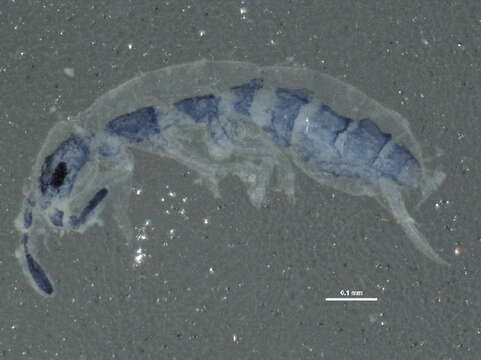 Image of Isotomoidea