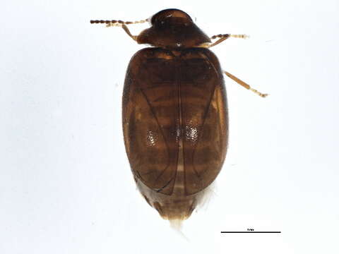 Image of Contacyphon variabilis (Thunberg 1785)