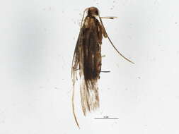 Image of Caloptilia sassafrasella (Chambers 1876)