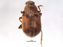 Image of Xanthonia decemnotata (Say 1824)