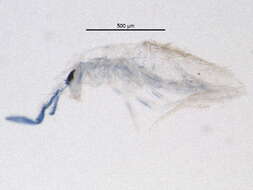 Image of Springtail