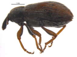 Image of Weevil