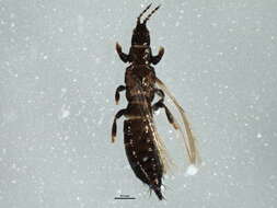 Limothrips denticornis (Haliday 1836) resmi