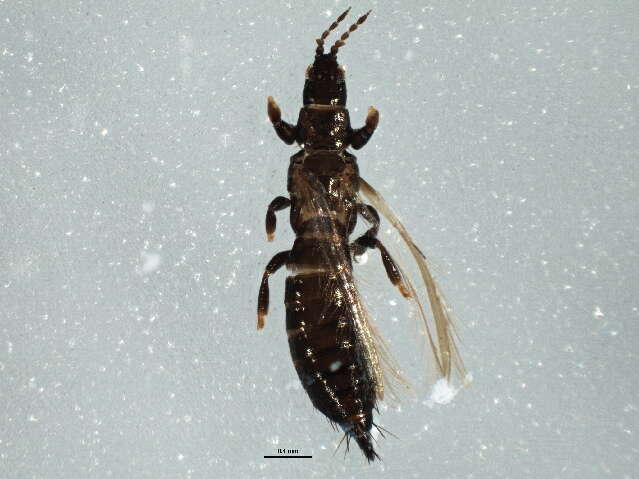 Limothrips denticornis (Haliday 1836) resmi