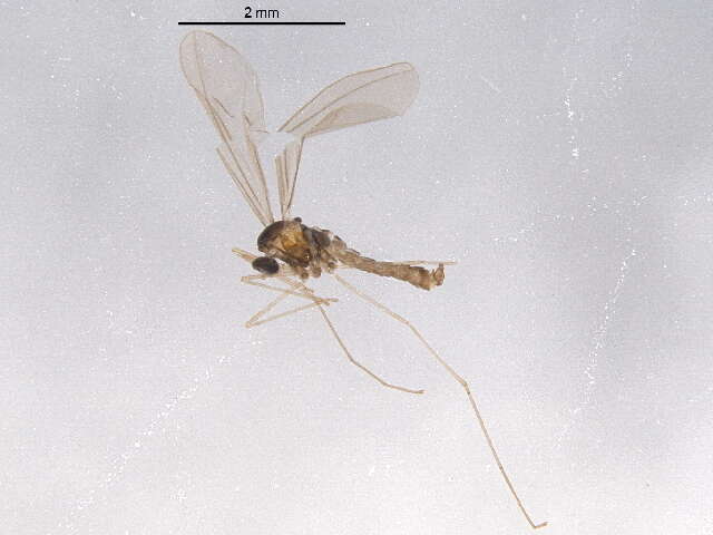 Image of Hessian fly