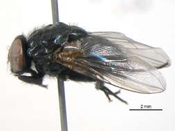 صورة Dasyphora