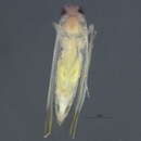 Image of Edwardsiana ulmiphagus Wilson & Claridge 1999