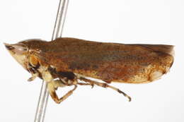 Image of Privet Leafhopper