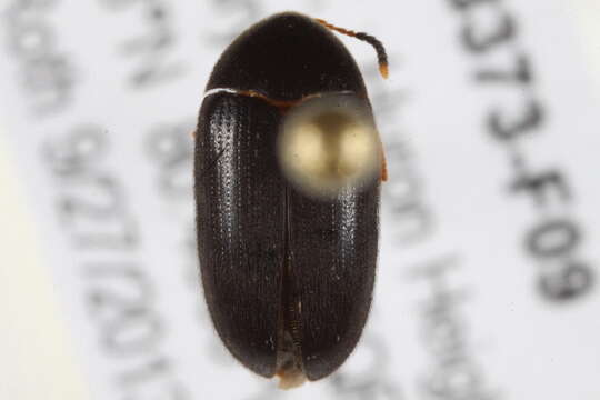 Image of polypore fungus beetles