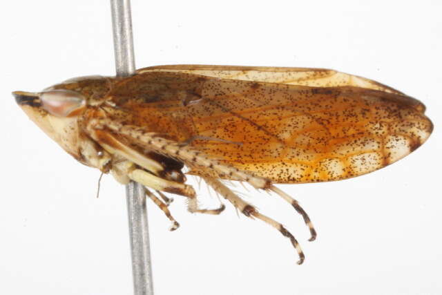 Image of Privet Leafhopper