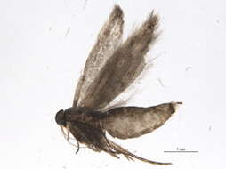 صورة Chrysoesthia lingulacella Clemens 1860