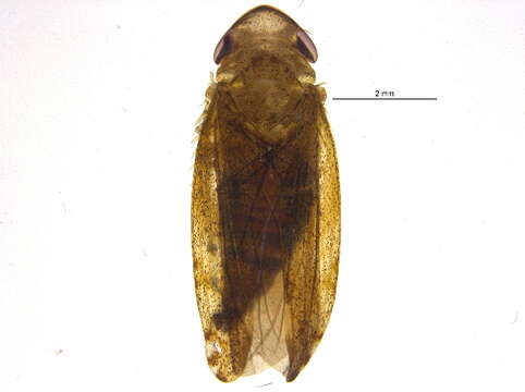 Image of Privet Leafhopper