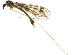 Image of Tipulinae