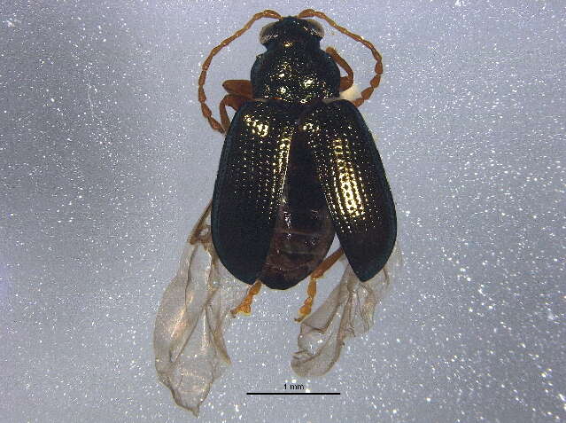 Image of Crepidodera sculpturata (Lazorko 1974)