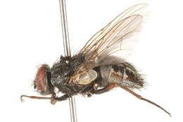 Image of False stable fly