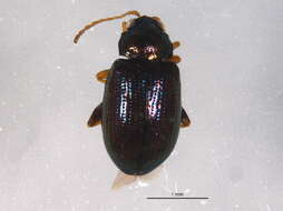 صورة Crepidodera violacea F. E. Melsheimer 1847