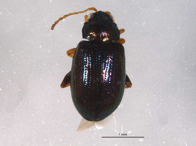 صورة Crepidodera violacea F. E. Melsheimer 1847