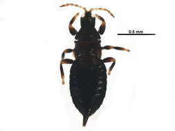 Image of Pseudophilothrips