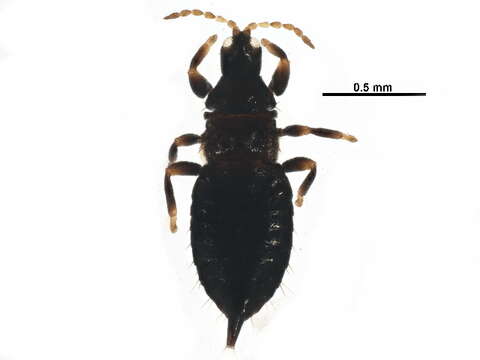 Image of Pseudophilothrips