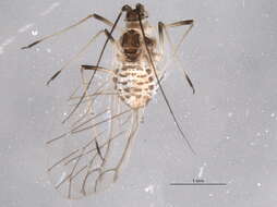 Image of Macrosiphum