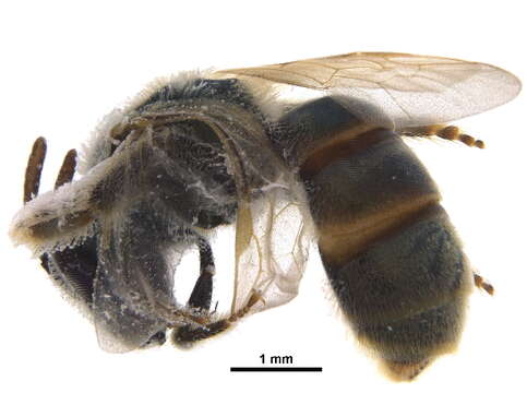 <i>Lasioglossum leucocomum</i> resmi