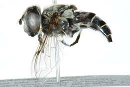 Image of Eristalis dimidiata Wiedemann 1830