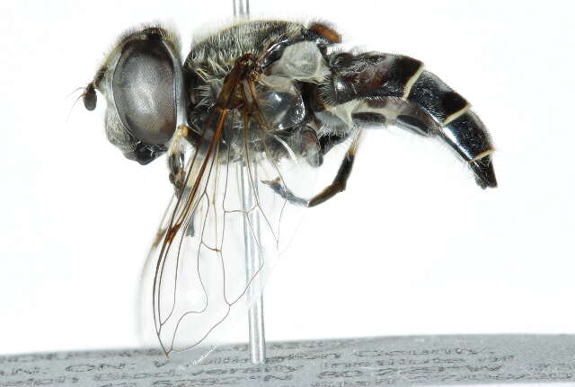 Image of Eristalis dimidiata Wiedemann 1830