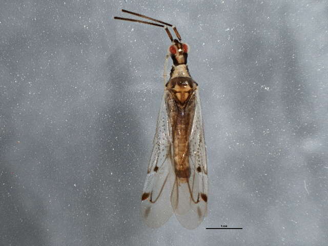 Image of Dicyphus errans (Wolff 1804)