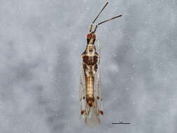 Image of Dicyphus errans (Wolff 1804)