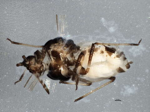 Image of Rhopalosiphum oxyacanthae