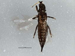 Image of Haplothrips (Haplothrips) verbasci (Osborn 1897)