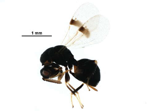 Image of Sycophila biguttata (Swederus 1795)