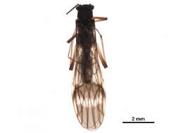 Image of Prostoia similis (Hagen 1861)
