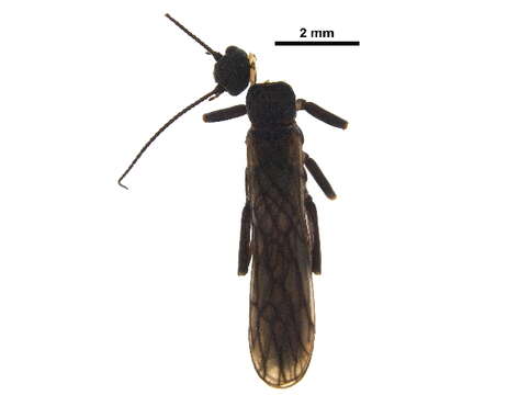 Image of Allocapnia granulata (Claassen 1924)