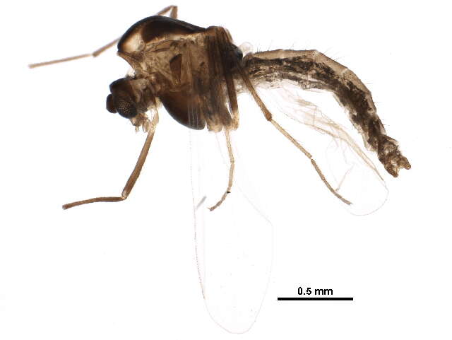 Image of Eukiefferiella claripennis (Lundbeck 1898)