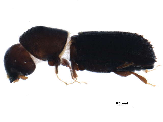 Image of Xyleborinus attenuatus Wood & Bright 1992