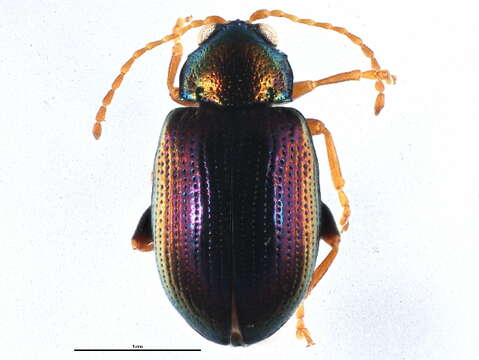 صورة Crepidodera violacea F. E. Melsheimer 1847